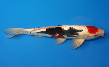 Beni Kumonryu – koi #x0910s036 - Image 3