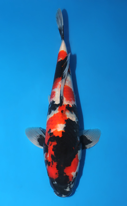 Showa - koi #x0910s037