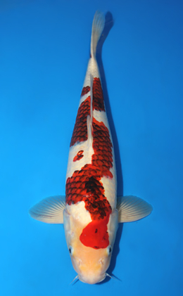 Aigoromo - koi #x0910s038