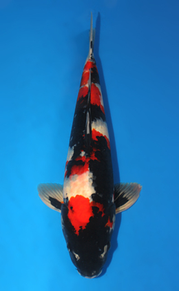 Showa - koi #x0910s039