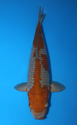 Ochibashigure - koi #x0910s041