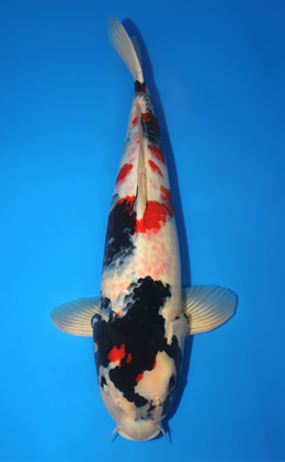 Showa - koi #x0910s042