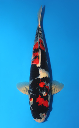 Showa - koi #x0910s045