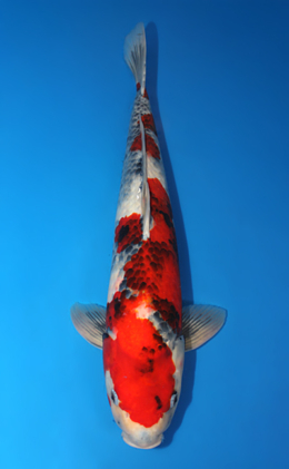 Showa - koi #x0910s046