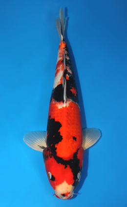 Showa - koi #x0910s048