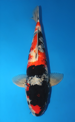 Showa - koi #x0910s050