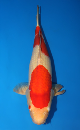 Kohaku - koi #x0911s001