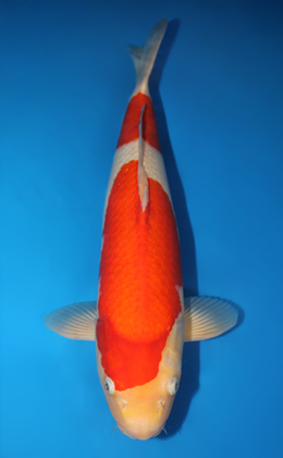 Kohaku - koi #x0911s005