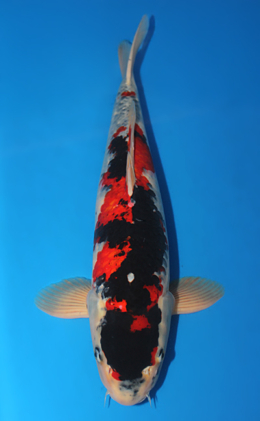 Showa - koi #x0911s006