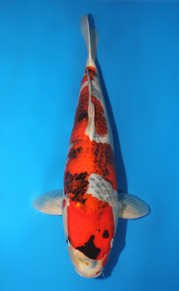 Goshiki Showa - koi #x0911s007