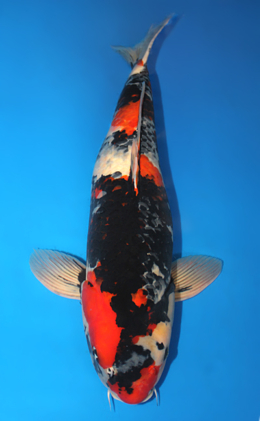 Showa - koi #x0911s008