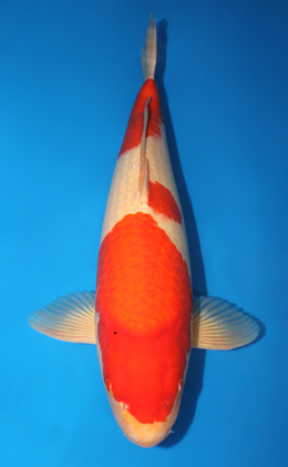 Kohaku - koi #x0911s009