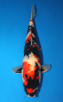 Showa - koi #x0911s010