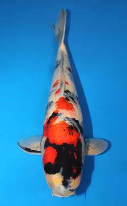 Showa - koi #x0911s011