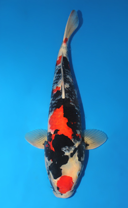 Showa - koi #x0911s012