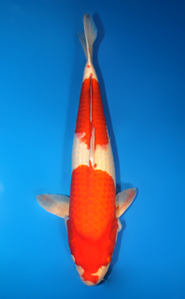 Kohaku - koi #x0911s014