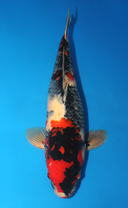 Showa - koi #x0911s015