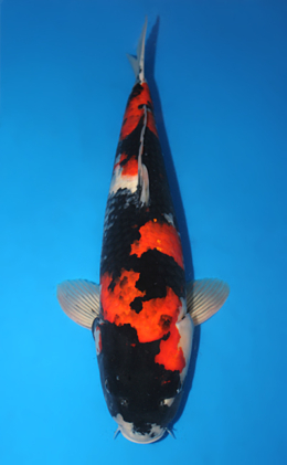 Showa - koi #x0911s017