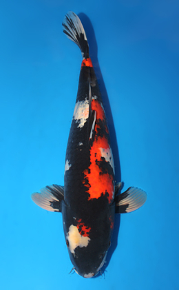 Showa - koi #x0911s018