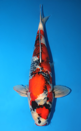 Showa - koi #x0911s019