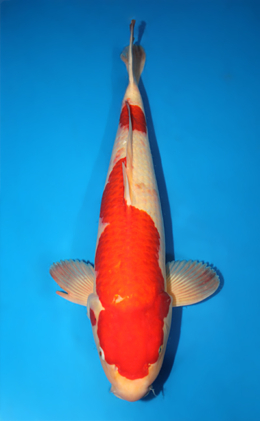 Kohaku - koi #x0911s020