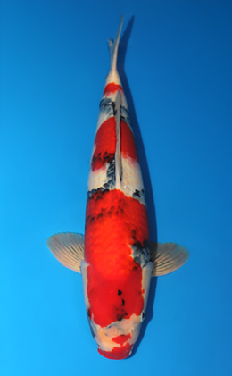 Showa - koi #x0911s021
