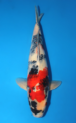 Showa - koi #x0911s022