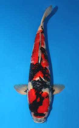 Showa - koi #x0911s023