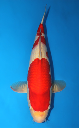 Kohaku - koi #x0911s024