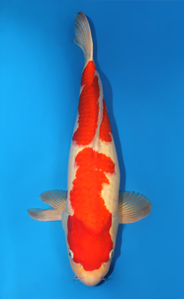 Kohaku - koi #x0911s027