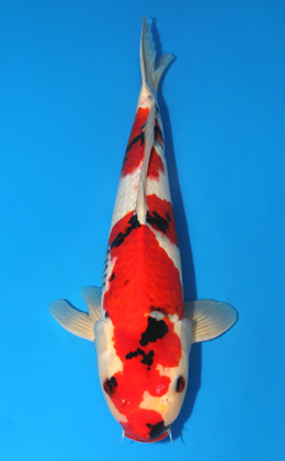Showa - koi #x0911s028