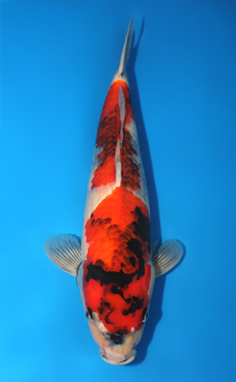 Showa - koi #x0911s029
