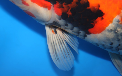 Showa - koi #x0911s029 - Side View A