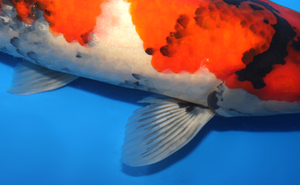 Showa – koi #x0911s029 - Image 3