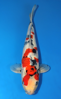 Showa - koi #x0911s030