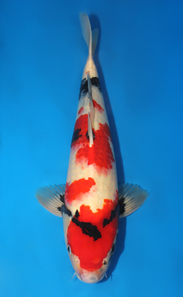 Showa - koi #x0911s031