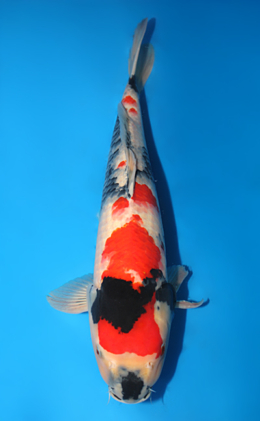 Showa - koi #x0911s032