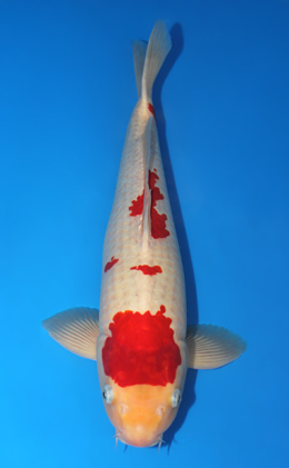Kohaku - koi #x0911s033