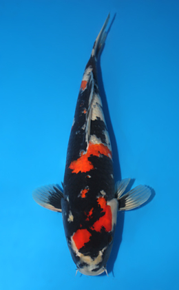 Showa - koi #x0911s034
