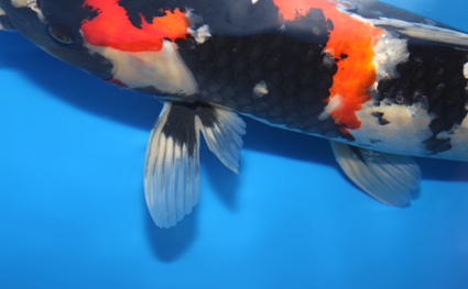 Showa - koi #x0911s034 - Side View A