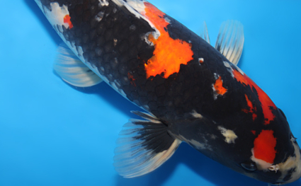 Showa – koi #x0911s034 - Image 3