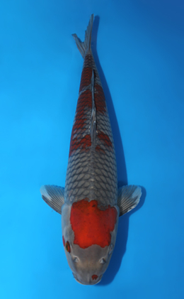 Ochibashigure - koi #x0911s037