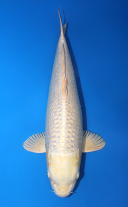 Ginrin Platinum - koi #x0911s038