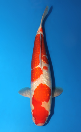 Ginrin Kohaku - koi #x0911s039