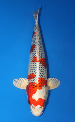 Kujyaku - koi #x0911s048