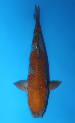 Ochibashigure - koi #x0911s053