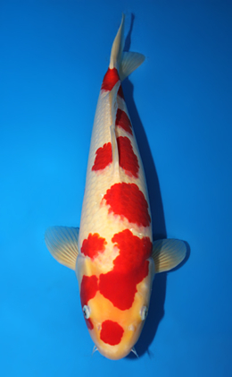 Kohaku - koi #x0915s002