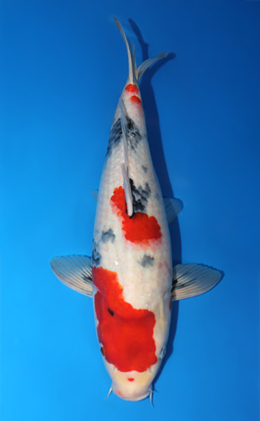 Showa - koi #x0915s004