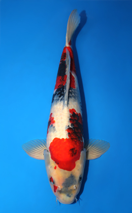 Showa - koi #x0915s008