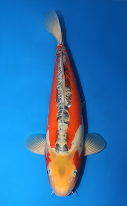 Shusui - koi #x0915s009
